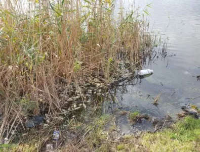 Откриха тонове мъртва риба в река Искър