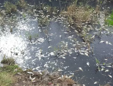 Защо никой не свързва сателитни снимки за фекално замърсяване с измряла риба във Варненското езеро? (ВИДЕО)