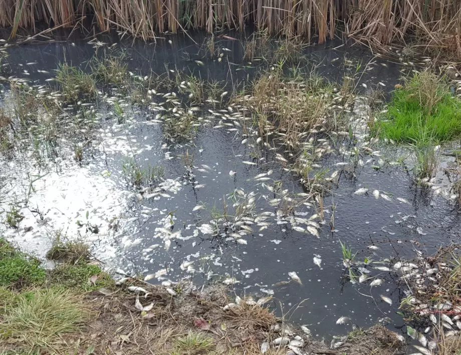 Умряла риба в черни реки в района на Старосел, РИОСВ сезират прокуратурата