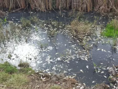 Масовото измиране на рибата в река Банска