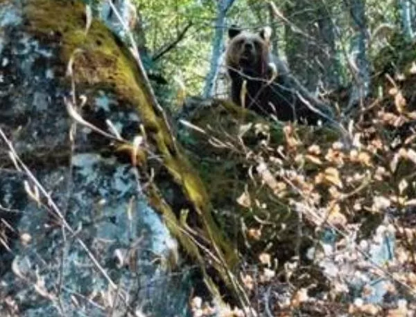 Плевенски екоексперти участваха в мониторинг на кафява мечка в Родопите