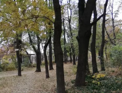 Засаждат нови дървета по ключови булеварди в София