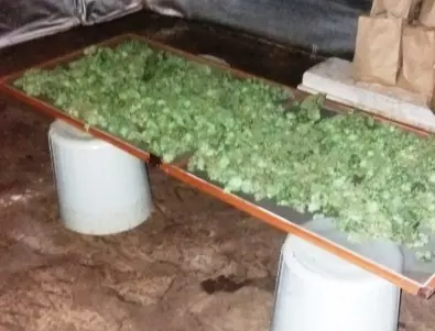 Македонското правителство обмисля легализиране на износа на марихуана 