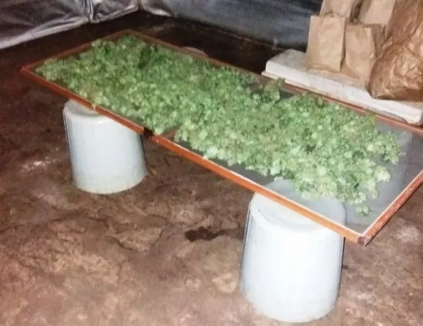 Разкриха лаборатория за марихуана в туристически комплекс край Асеновград