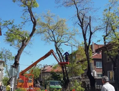 Акция по кастрене короните на дърветата в Асеновград
