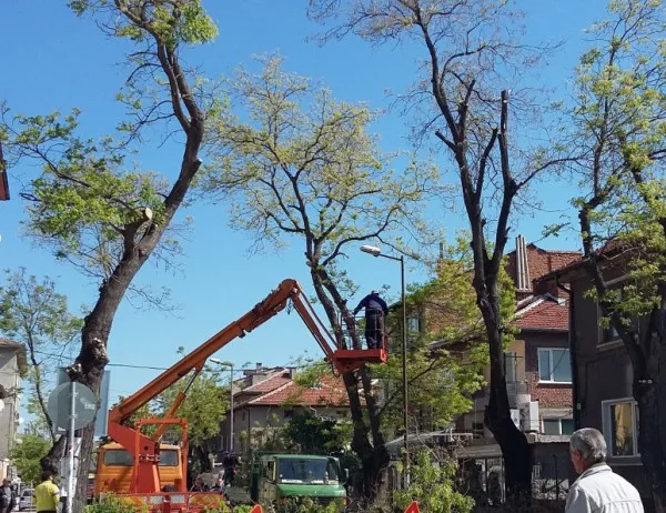 Акция по кастрене короните на дърветата в Асеновград