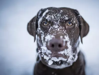 Кучета спасиха стопаните си, затрупани от лавина в Швейцария