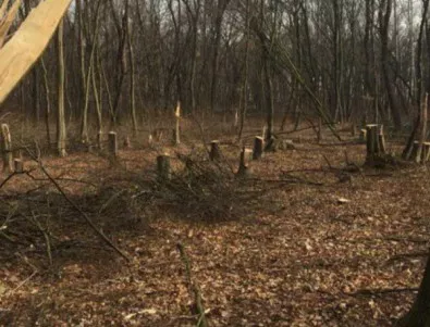 Зловещо отмъщение, бракониери пребиха с дървен кол горски служител