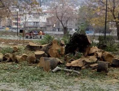 Отсичат дървета заради паркоместа в Асеновград, граждани излизат на протест днес