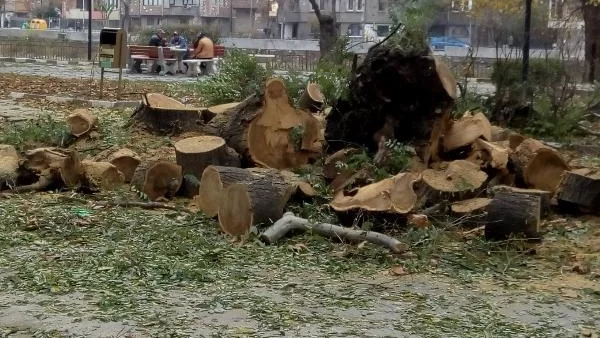 Отсичат дървета заради паркоместа в Асеновград, граждани излизат на протест днес