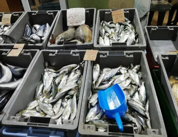 В Бургас започват засилени проверки за качеството на рибата