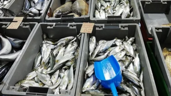 В Бургас започват засилени проверки за качеството на рибата