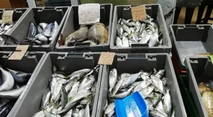 Купувайте риба за Никулден само от регистрирани търговски обекти