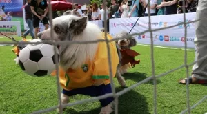 Мачовете по телевизията днес (25.09)