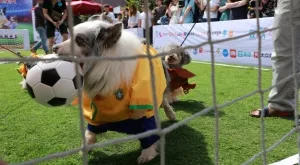 2018/12/03/0756137001543852525