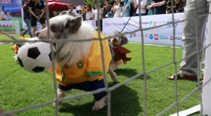 Спортът по телевизията днес (21.11)