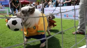 2018/12/03/0756137001543852525