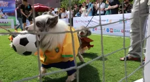 2018/12/03/0756137001543852525