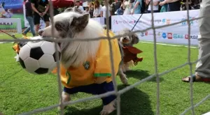 Мачовете по телевизията днес (05.01)