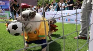 Мачовете по телевизията днес (19.12.)