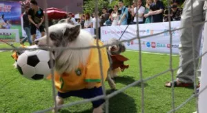 2018/12/03/0756137001543852525