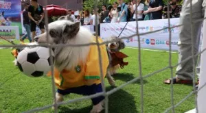 2018/12/03/0756137001543852525