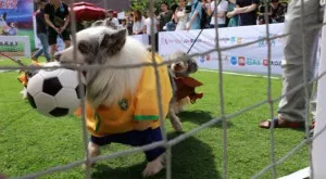 2018/12/03/0756137001543852525