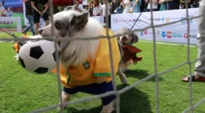 2018/12/03/0756137001543852525