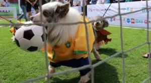 Мачовете по телевизията днес (06.04)