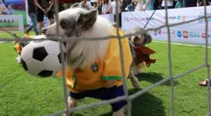 Футбол и спорт по телевизията днес (02.06)