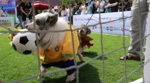 Футбол и спорт по телевизията днес (30.07)