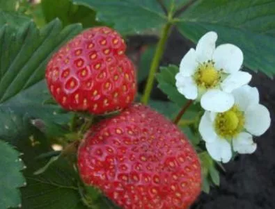 Търсят се 800 работници за бране на ягоди в Испания