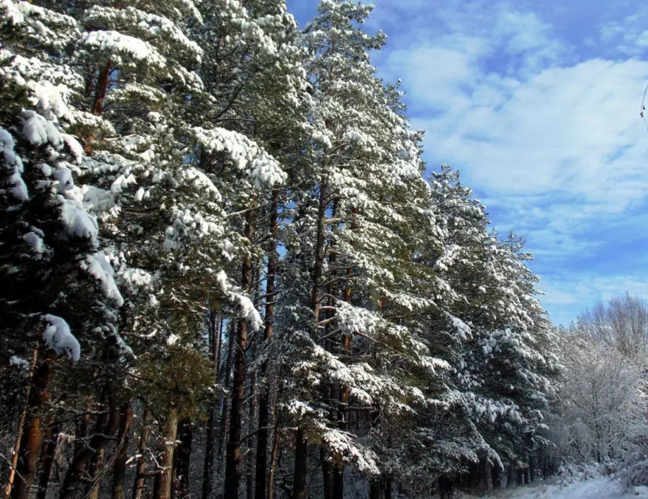 Силен снеговалеж затвори пътя между Драгалевци и Алеко на Витоша 