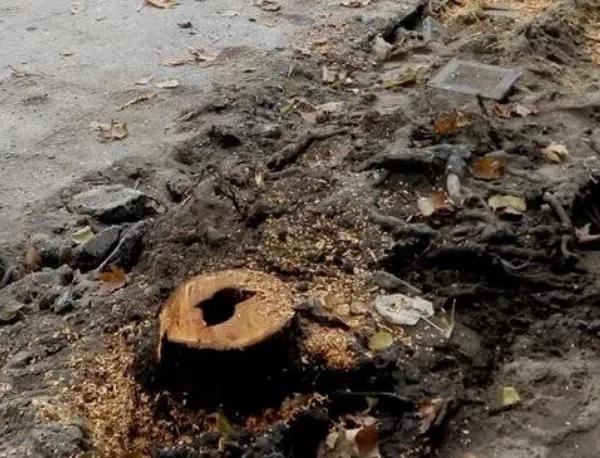 Паркоместата, заради които отрязаха дървета в Асеновград, ще се ползват безплатно