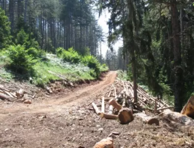 КПКОНПИ проверява кмета на Ракитово за злоупотреба с имоти с гора