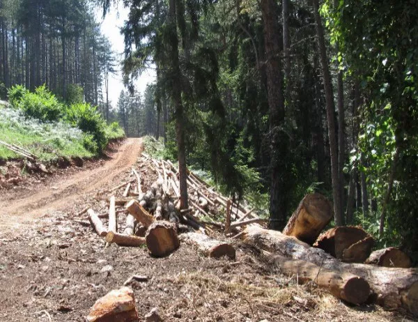 Незаконно ли изсича държавата собствените си дървета?