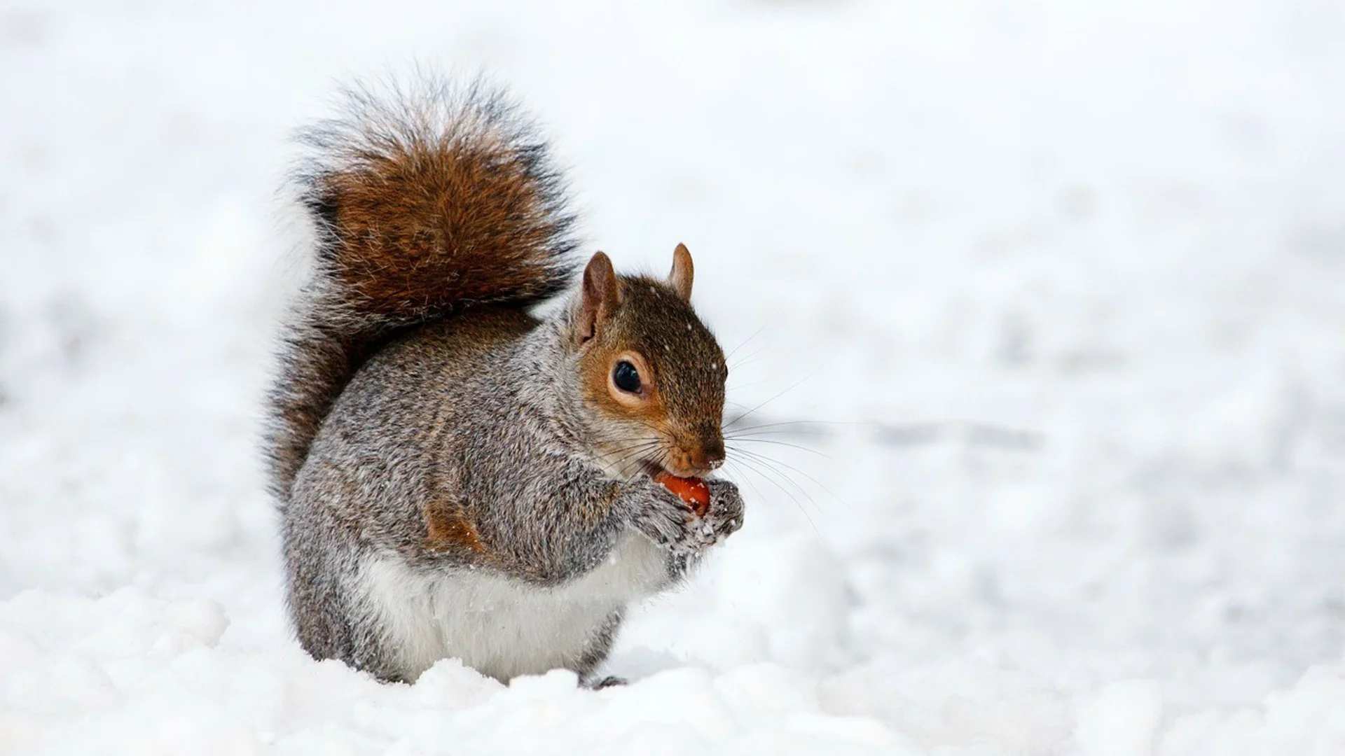 Прогноза за времето - 27 януари 2024 г. (събота)