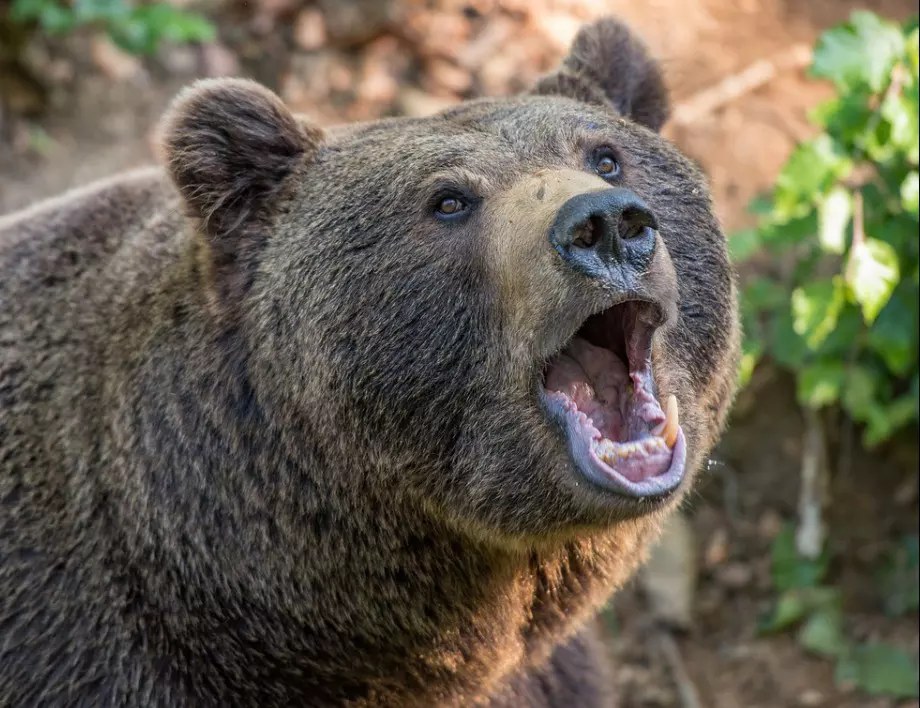 Подпийнал посетил на зоопарка във Варшава мерил сили с мечка 