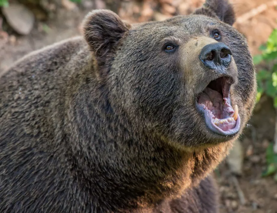 Жена загина след нападение на мечка