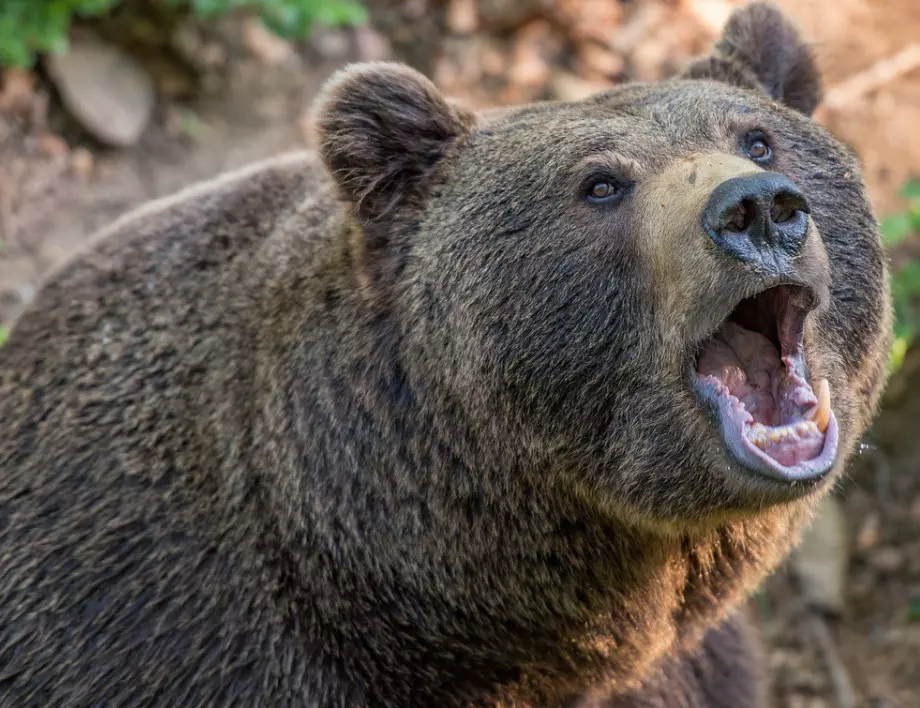 Заповед на земеделския министър: Отстрел на мечката от Белица - само при повторна агресия 