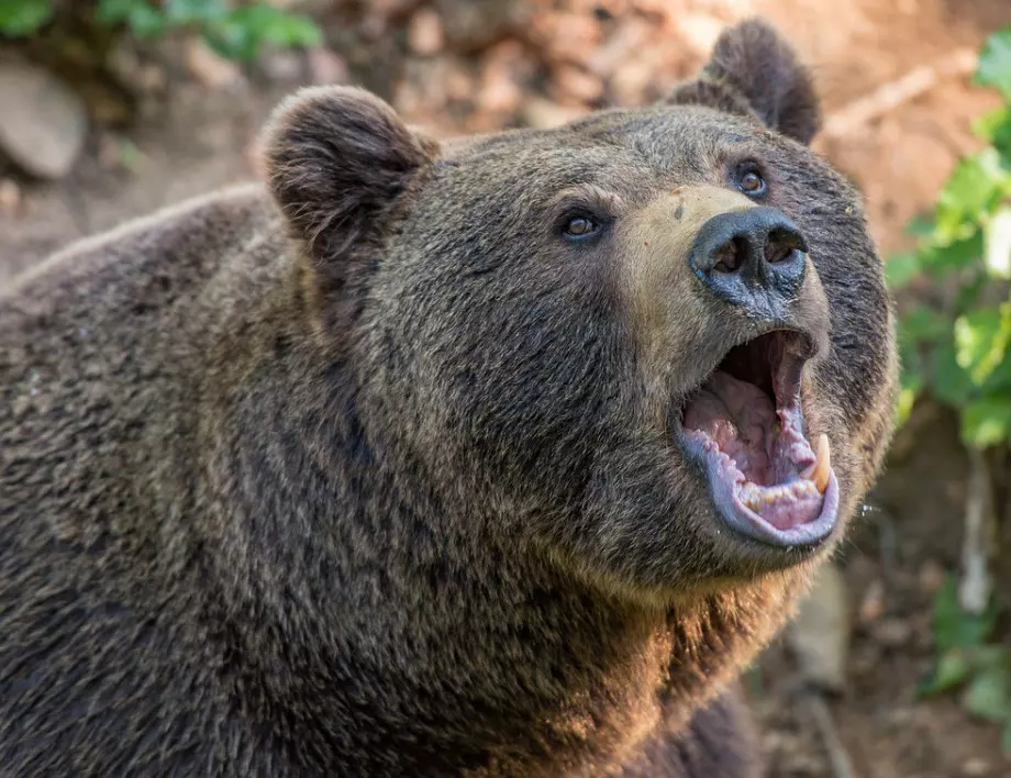 Проучване установи как мечките се предпазват от кърлежи