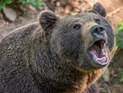 Разрешиха отстрел на проблемна мечка, нападаща стада край Смолян