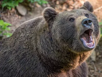 Огладнели мечки блокираха популярен маршрут в Камчатка