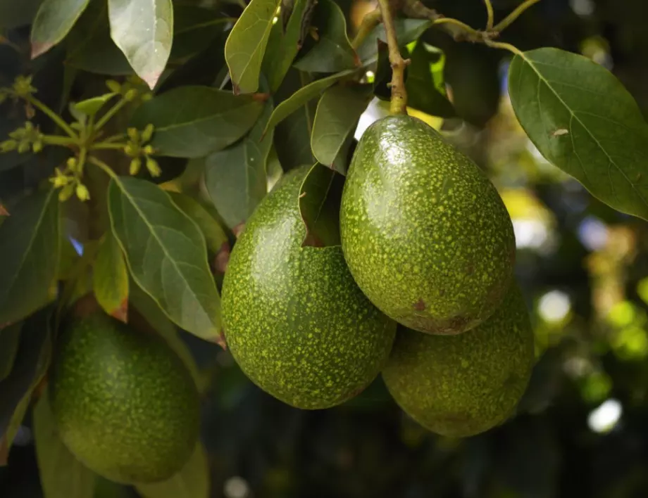 Отглеждане на авокадо у дома: Ценни и практични съвети