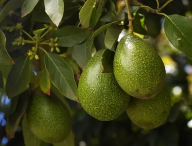 Лесен и бърз трик за узряване на авокадо