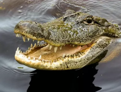 Юноша измъкна брат си от устата на крокодил   