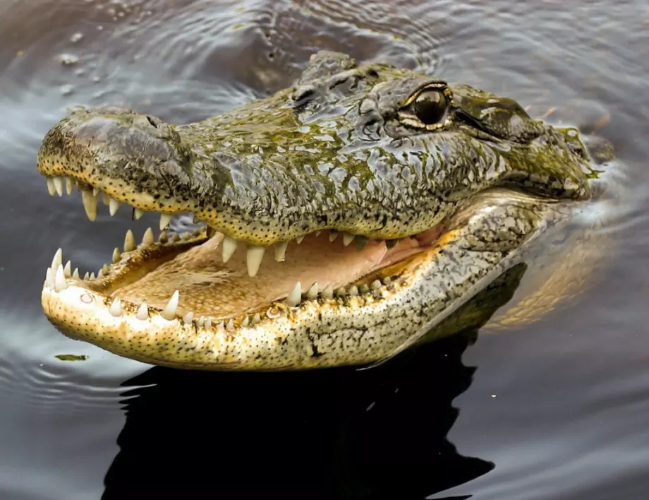Двегодишно дете си поигра с крокодил, няма да повярвате какво последва