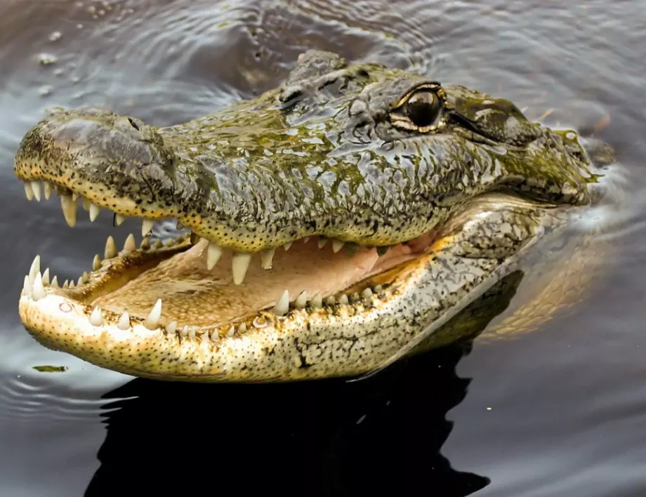 Огромен крокодил погълна цяла акула пред очите на рибари 