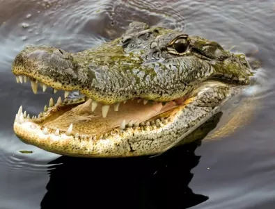 Три крокодила нападнаха рибар, резултатът шокира света