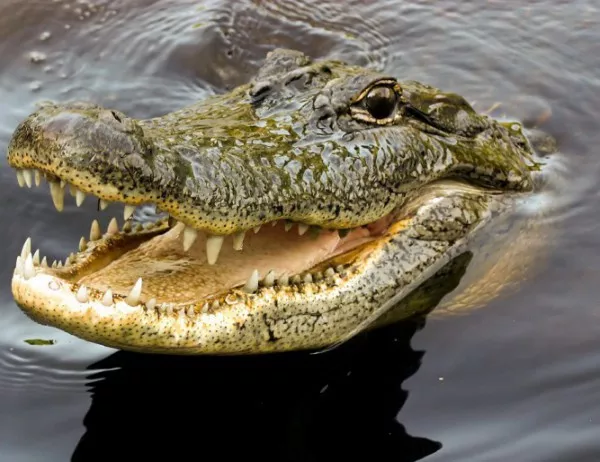 500 човека на погребение на крокодил в Индия